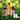 Irish pack + darilo